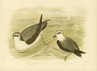 Prion de pico ancho, 1891